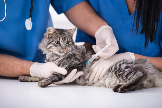 Veterinary