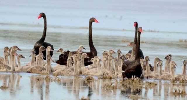 ARM - cygnet rescue 2