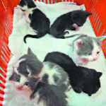 Copy of Social Posts  – 239