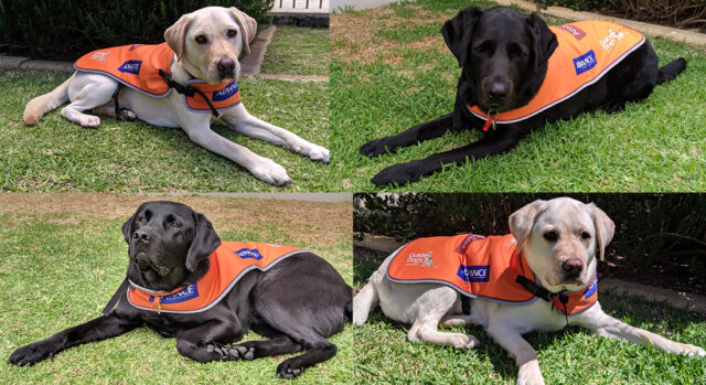 ambassador-dogs