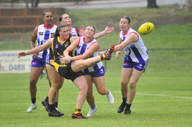 sport - Bulldogs 2
