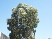 Kelmscott tree to remain despite protests