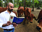 Hills cow therapy push