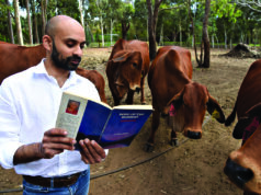 Hills cow therapy push