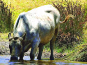 Ag group want overhaul of stable fly management plans