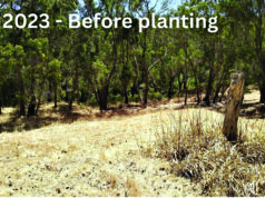 Frogs’ return signals a job well done for local group