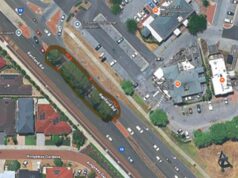 Tree removal questioned