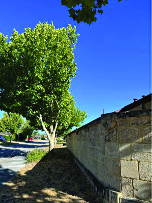 GOS- Tree removal 2_CP