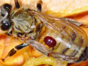 Mite a threat to WA honey industry