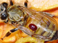 Mite a threat to WA honey industry