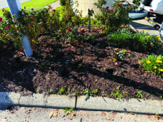 Disgraceful act – thieves hit memorial gardens again