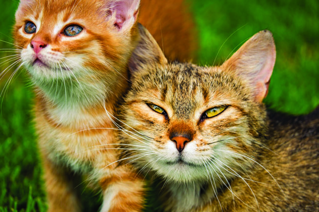 CAN- Cat laws 2_CP