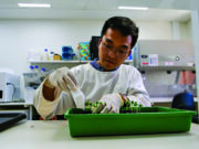 Study finds soil microbes may help fight crop disease
