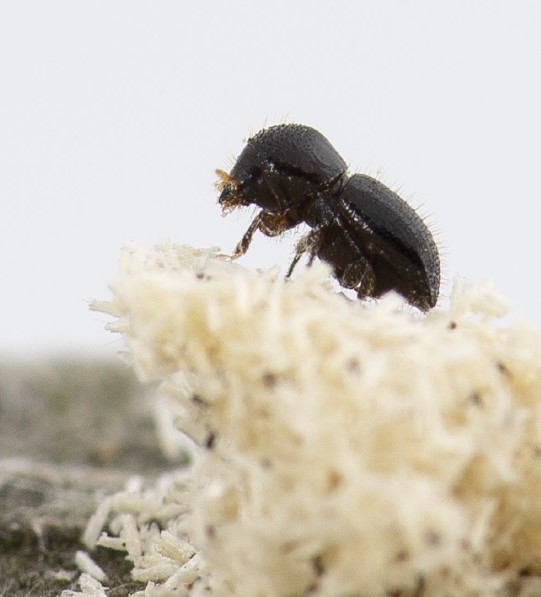Fig-1-PSHB-on-top-of-fungus