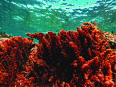 Aquaculture farm to be constructed in Oakford