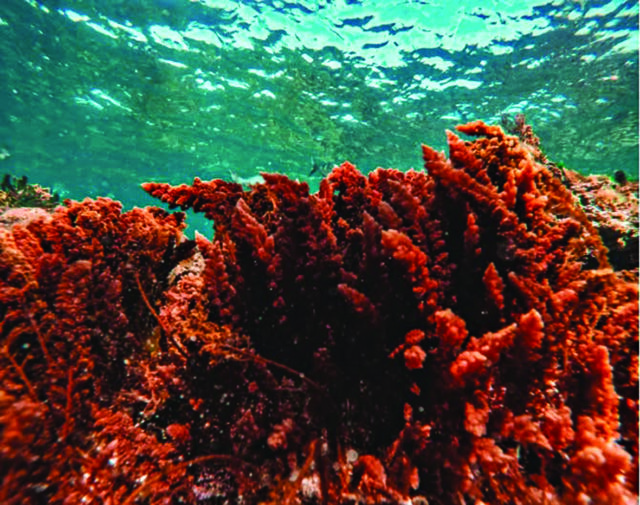 SJ Seaweed Farm Pic_CP