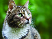 Cat reporting to be simplified