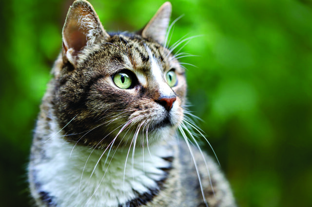 CAN- Cat reporting_CP