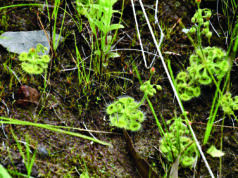 Wetland a world of life