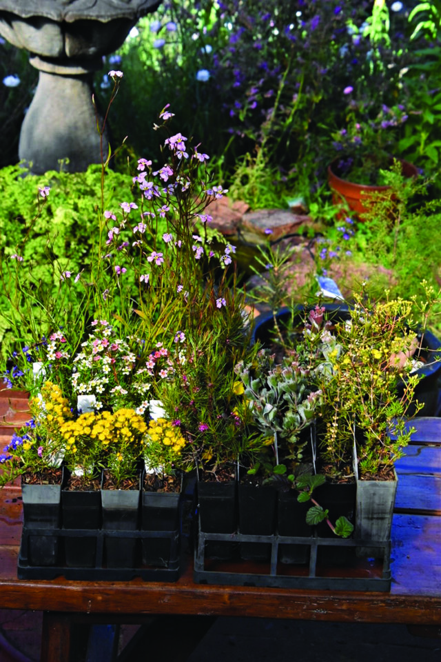GOS- Native plants_CP
